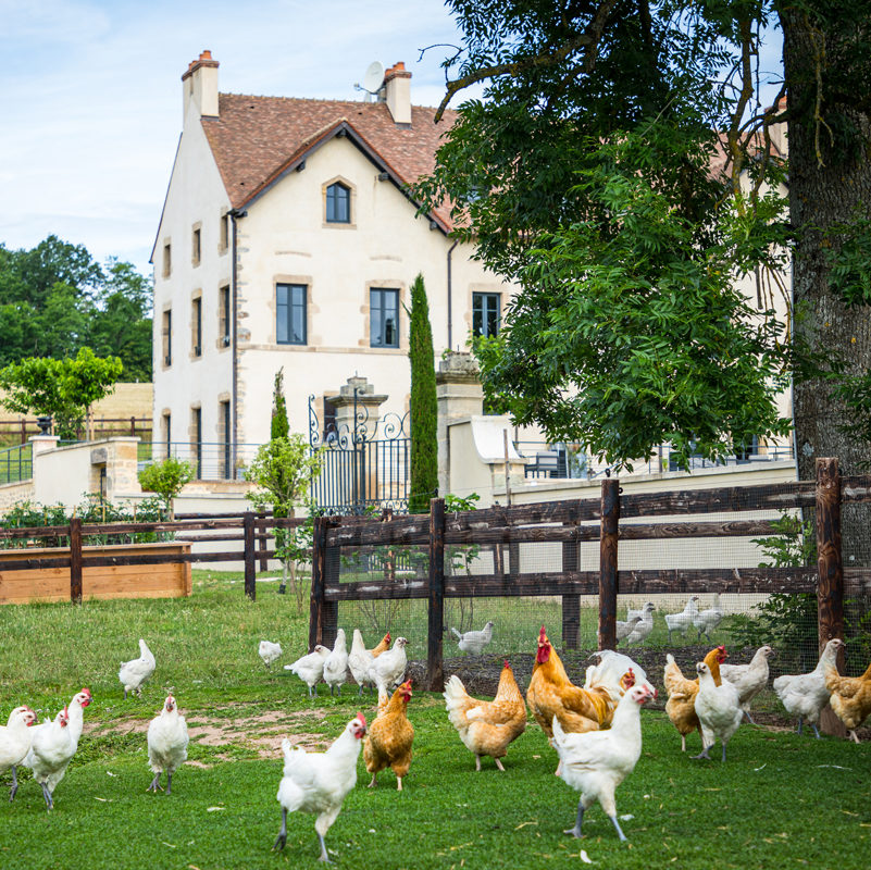 Poules Domaine de Rymska - Propulse agence créative