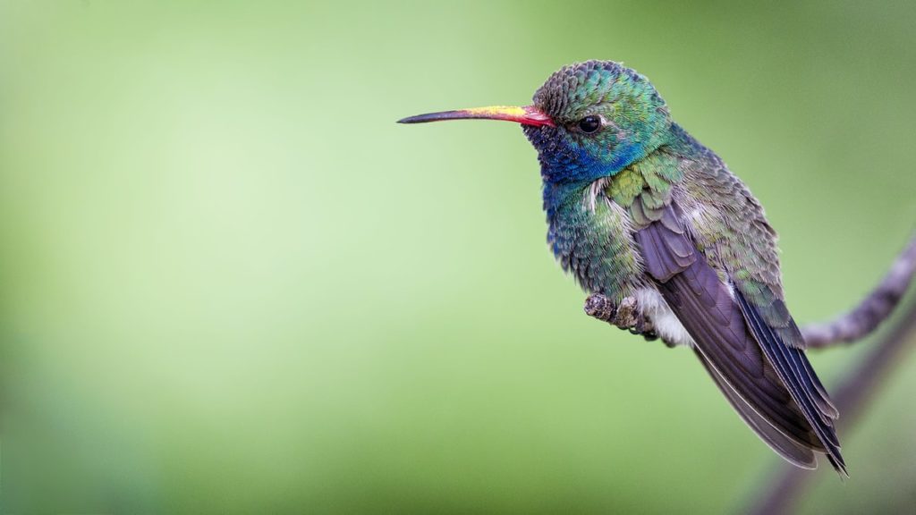 Colibri - Propulse, agence créative