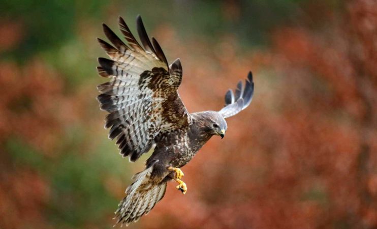 Site web Squarespace - CT Falconry